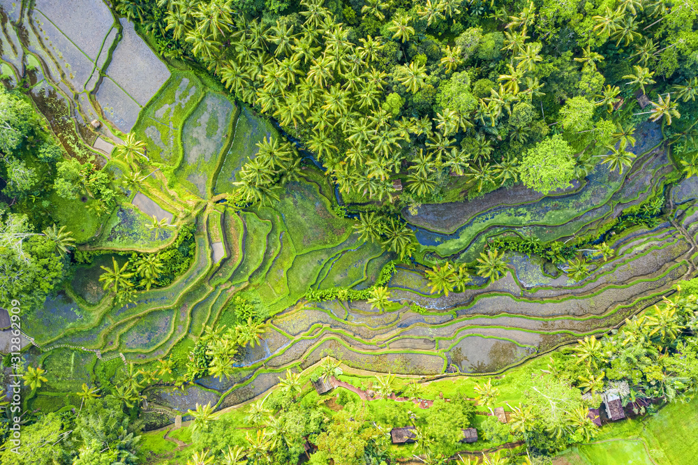 View from above, stunning aerial view of the Tegalalang rice terrace fields during sunrise. Tegalalang rice fields are a series of rice paddies located close to Ubud, in the centre of Bali, Indonesia.