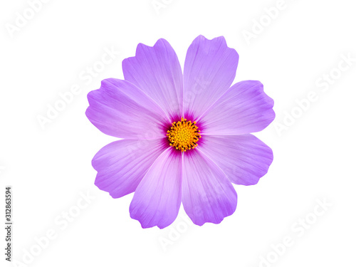 Purple cosmos flower beautiful blooming on white background.