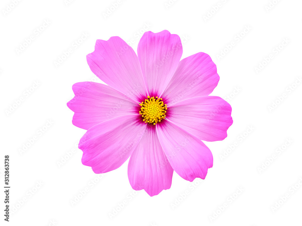 Pink cosmos flower on white background.