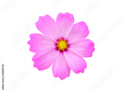 Pink cosmos flower on white background.