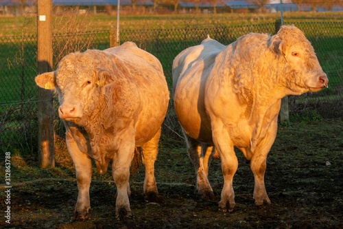 Breeding bulls Charolais Meat
