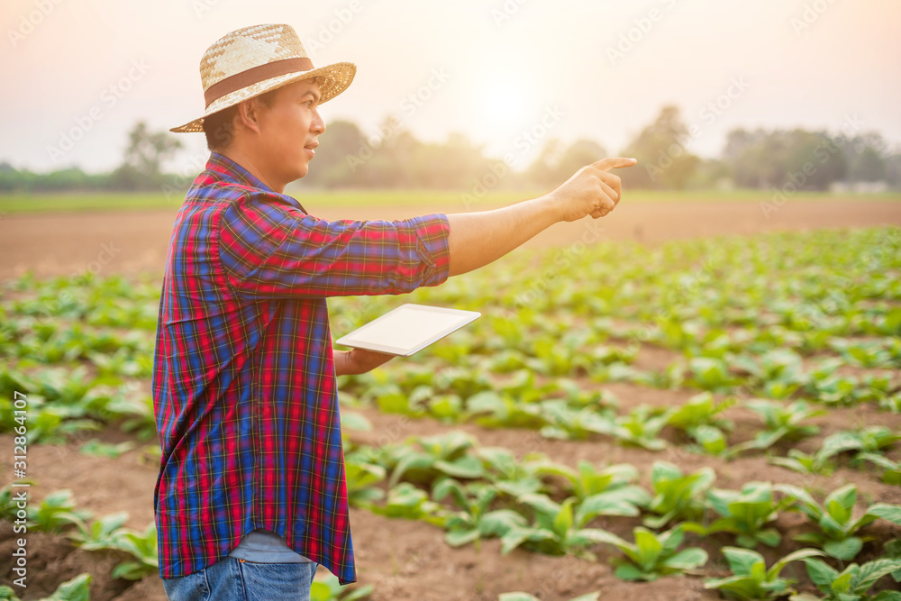 Asian young farmer or academic working in the field of tobacco tree