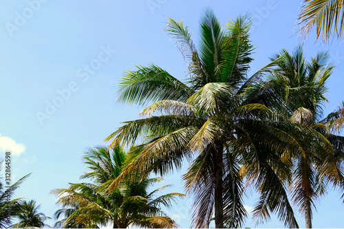 Fototapeta Naklejka Na Ścianę i Meble -  Tropical Palm Trees with a Clear Blue Sky Background in Thailand