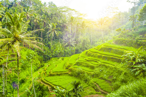 (Selective focus) Stunning view of the Tegalalang rice terrace fields during sunrise. Tegalalang rice fields are a series of rice paddies located in Ubud, Bali, Indonesia.