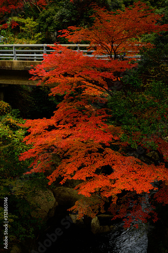 Japanese Autumn leaves