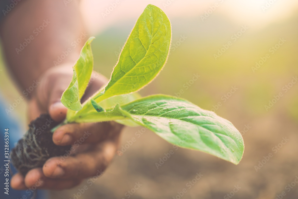 Thai agriculturist planting the young of green tobacco in the field at northern of Thailand