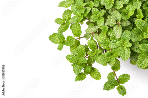 Green fresh peppermint isolated on white background