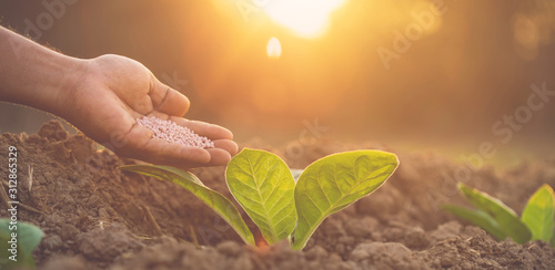 Hand giving fertilizer to young tobacco tree at the field in sunrise or sunset time. Growth plant concept photo