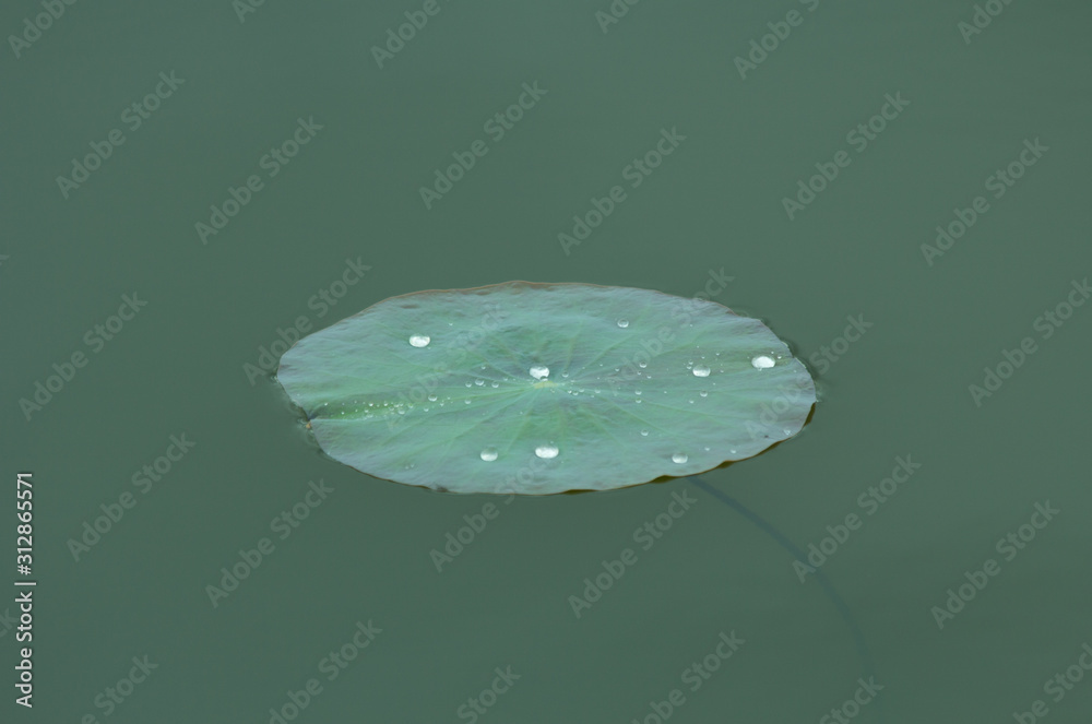 the lotus leaf on the water surface, leaf in pond the lotus leaf on the water surface, leaf in pond