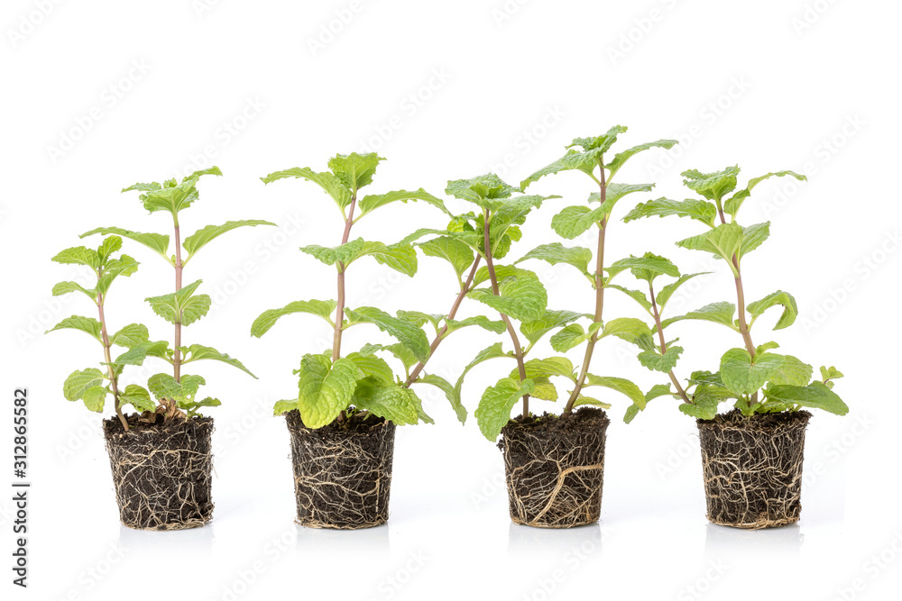Obraz premium Close up green fresh peppermint with soil isolated on white