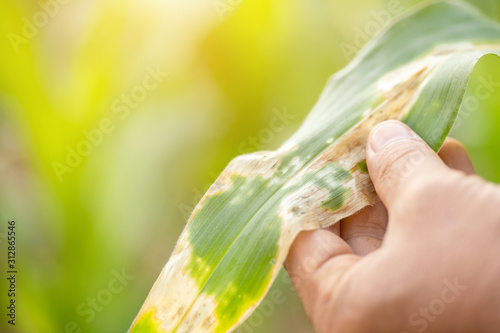 Farmer working in the field of corn tree and research or checking problem about aphis or worm eating on corn leaf after planting photo