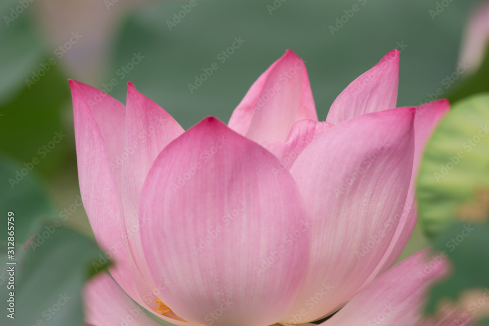 The pink lotus flower in nature background, flower and leaf texture
