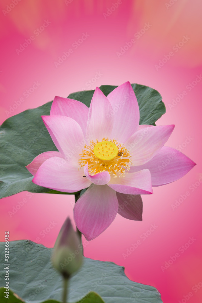 The pink lotus flower in nature background, flower and leaf texture The pink lotus flower in nature background, flower and leaf texture