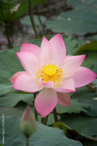 The pink lotus flower in nature background  flower and leaf texture