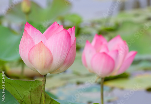 The pink lotus flower in nature background  flower and leaf texture