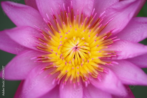 Wallpaper Mural Purple beautiful water lily  Torontodigital.ca
