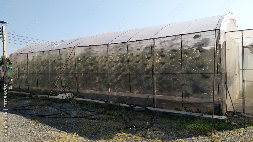 Green house of vegetable in hydroponic farm. Green house of vegetable in hydroponic farm.