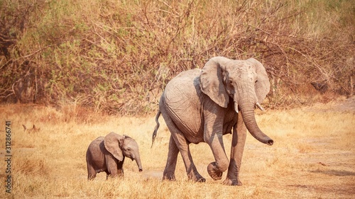 A mother and her baby African elephant.