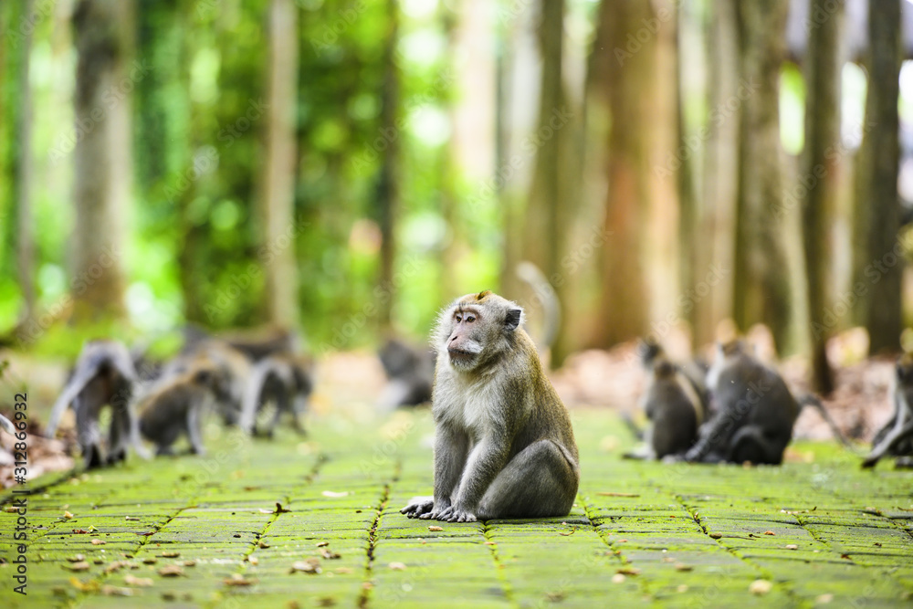 A long-tailed macaque is sitting on a footpath in the Ubud Monkey Forest. The Ubud Monkey Forest is the sanctuary and natural habitat of the Balinese long-tailed Monkey. Ubud, Bali, Indonesia.