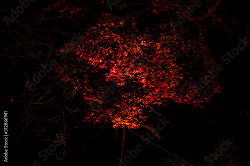 燃ゆる紅葉