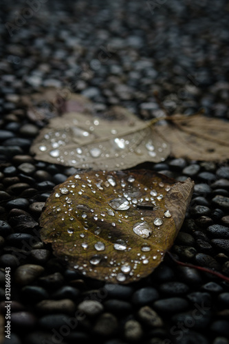 雨の翌日 7