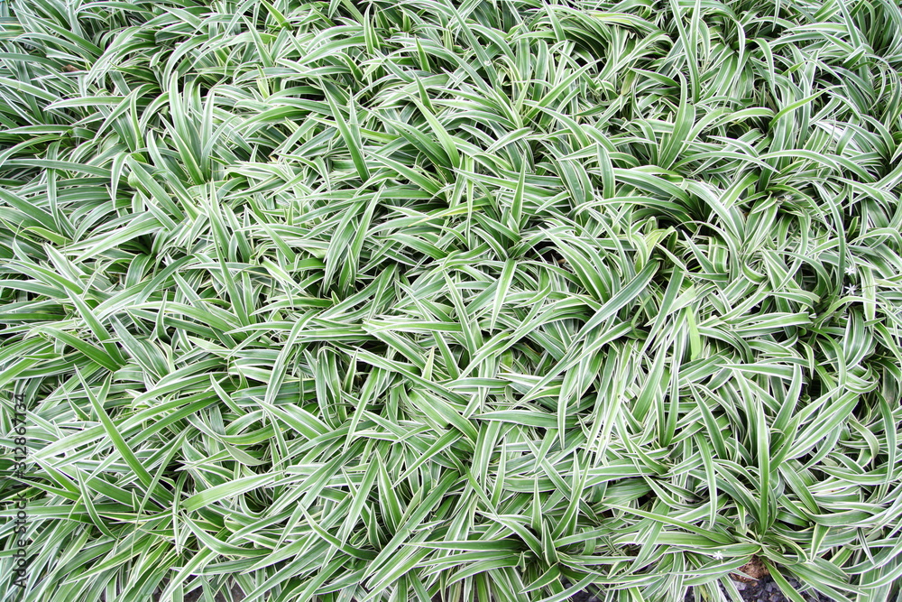 Close up of the fresh leaves of the chlorophytum Close up of the fresh leaves of the chlorophytum