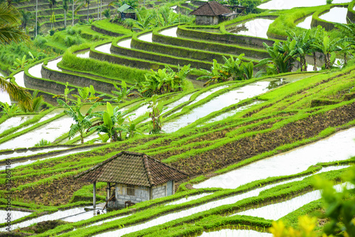 (Selective focus) Stunning view of the Jatiluwih rice terrace fields with some farmers huts. Jatiluwih rice fields are a series of rice paddies located in Tabanan Regency, north Bali, Indonesia.