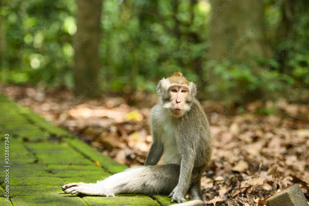 A long-tailed macaque is sitting on a footpath in the Ubud Monkey Forest. The Ubud Monkey Forest is the sanctuary and natural habitat of the Balinese long-tailed Monkey. Ubud, Bali, Indonesia.