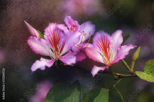 bauhinia variegata  orchid tree  flower  textured background  