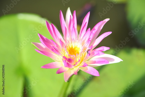 Beautiful pink water lily flower 