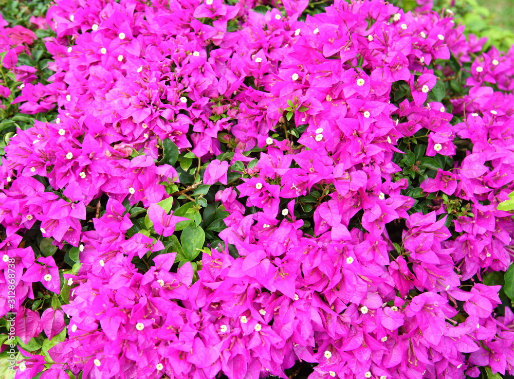 Fototapeta premium Close up Pink Bougainvillea flower