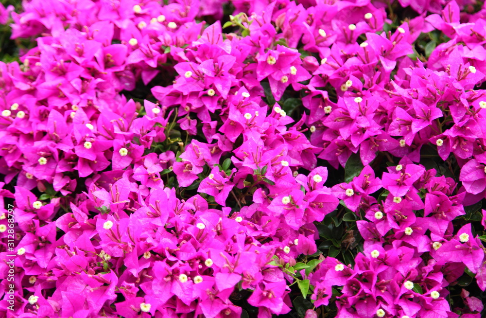 Close up Pink Bougainvillea flower