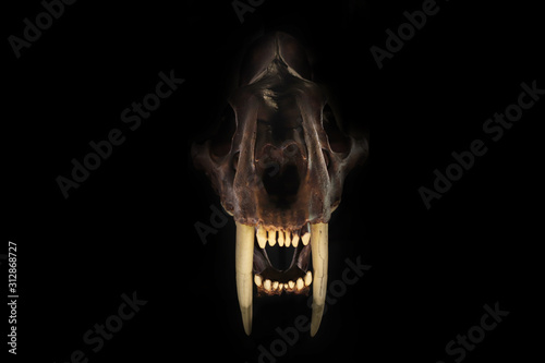 Fossil of an Ice Age feline
