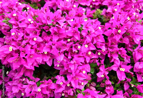 Fototapeta Naklejka Na Ścianę i Meble -  Close up Pink Bougainvillea flower