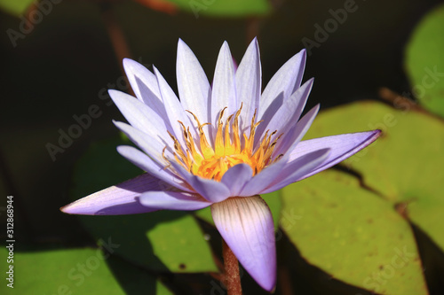  Beautiful purple lotus flowers or lotus flowers in the pool