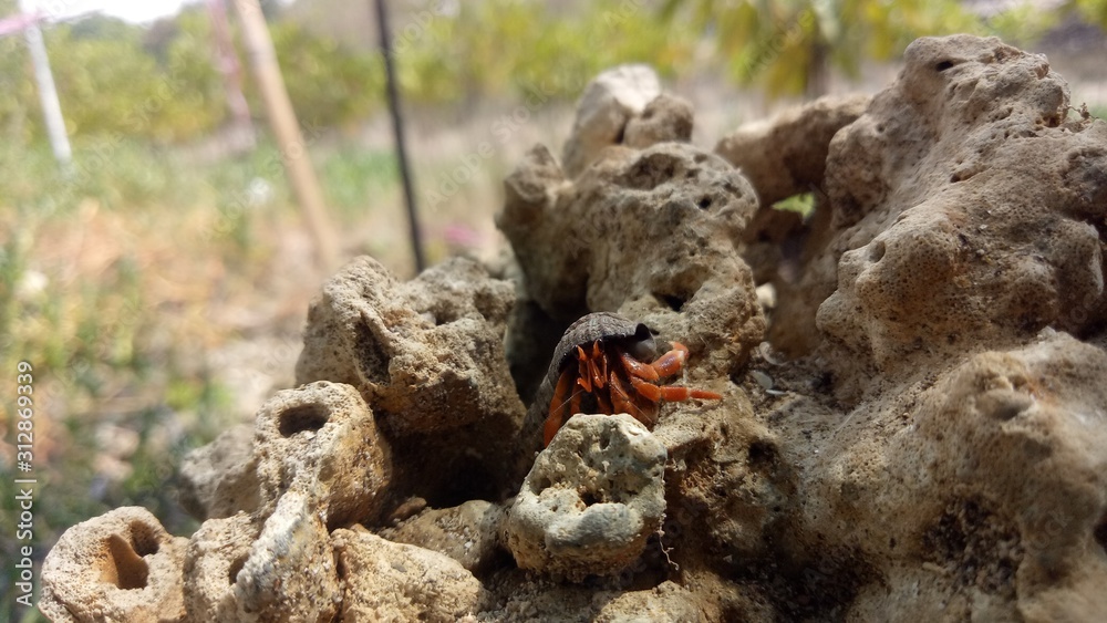 Fototapeta premium types of animals that can change their shells