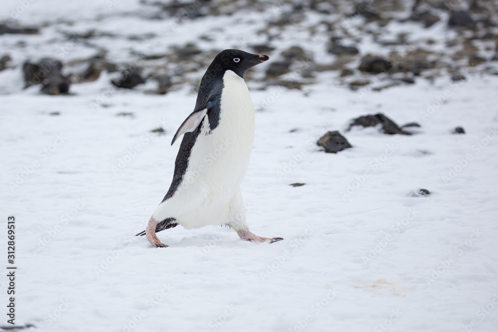 Obraz premium Antarctica Wildlife