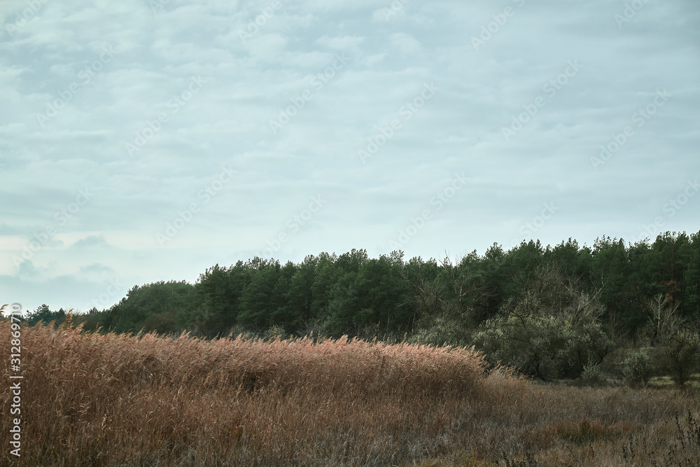 Fototapeta premium reed and pines in forest with blue sky