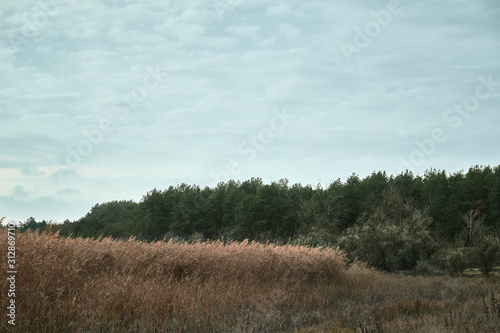 reed and pines in forest with blue sky
