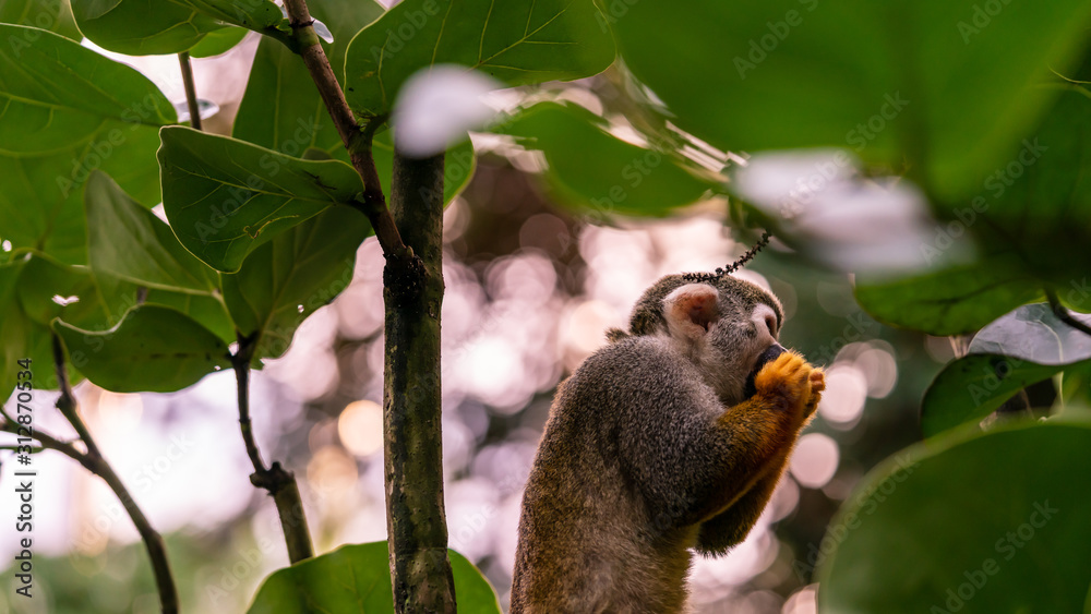 Obraz premium Squirrel monkey holding something to eat in its hands
