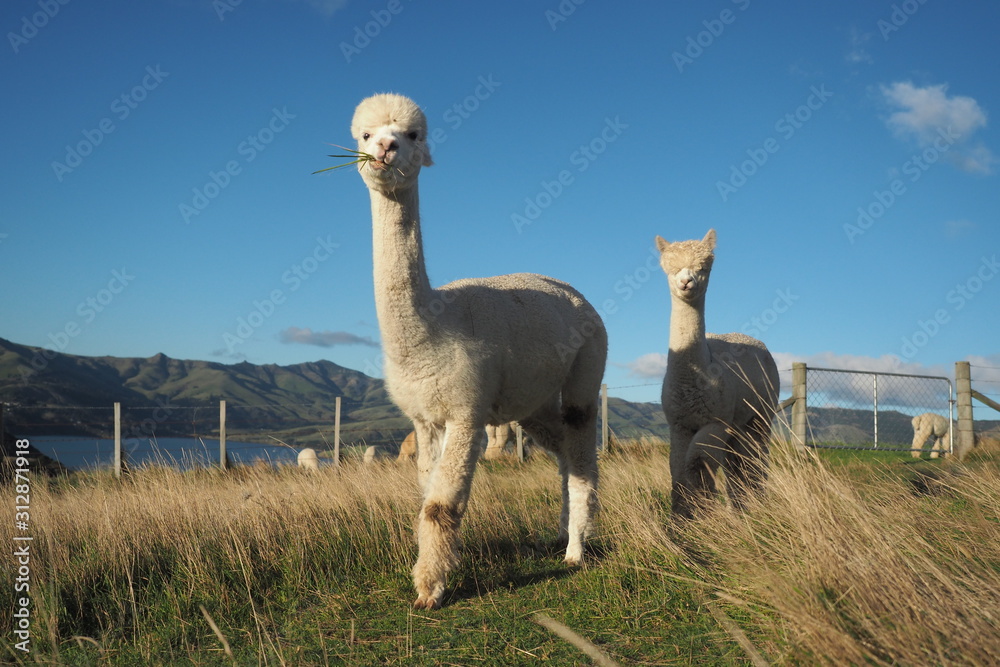 Naklejka premium Alpacas farm with lake and mountain view background