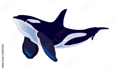 Orca. Killer whale. Single character. Vector illustration isolated on white background.