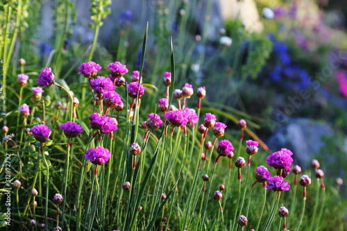 purple flowers in the garden