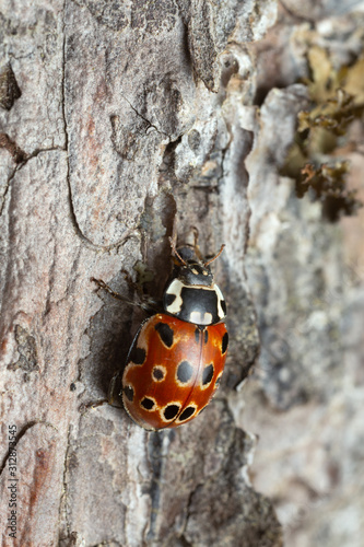 Eyed ladybug, Anatis ocellata on pine bark photo