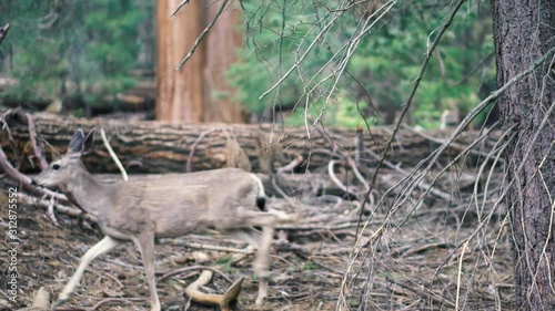 A deer seeing and listening to its surroundings in Sequoia National Park, USA. photo