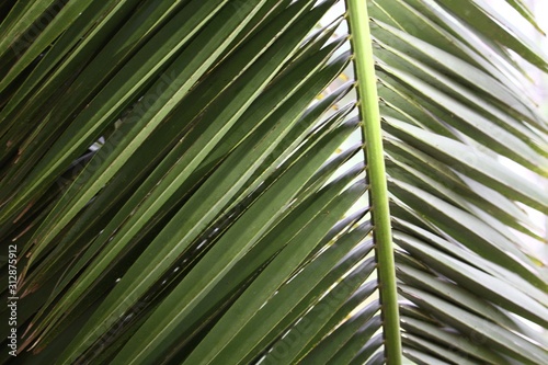 plantas texturas palmas naturaleza 
