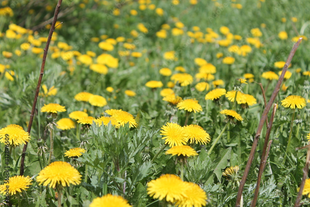 field of dandelions field of dandelions