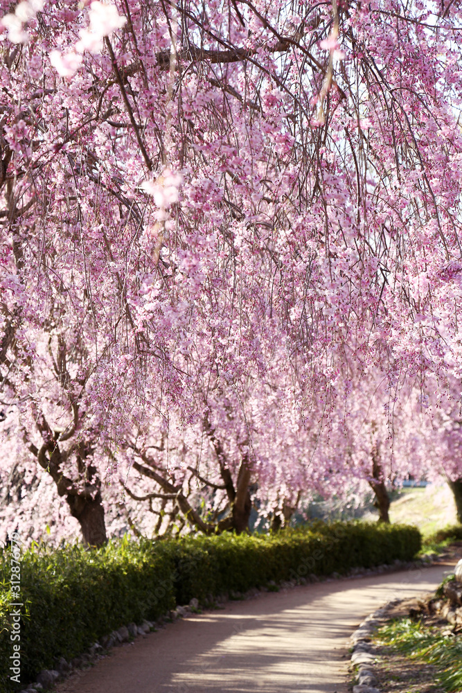 風土記の丘の桜のトンネル
