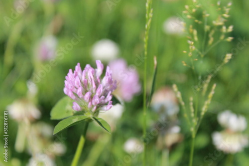 flower in the garden © Angelina