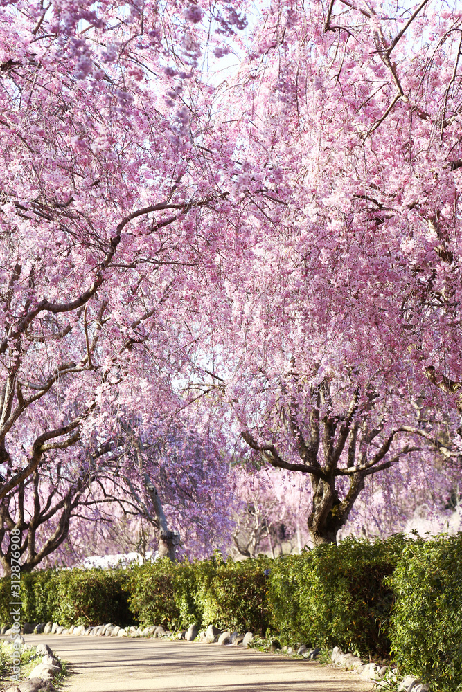 風土記の丘の桜のトンネル